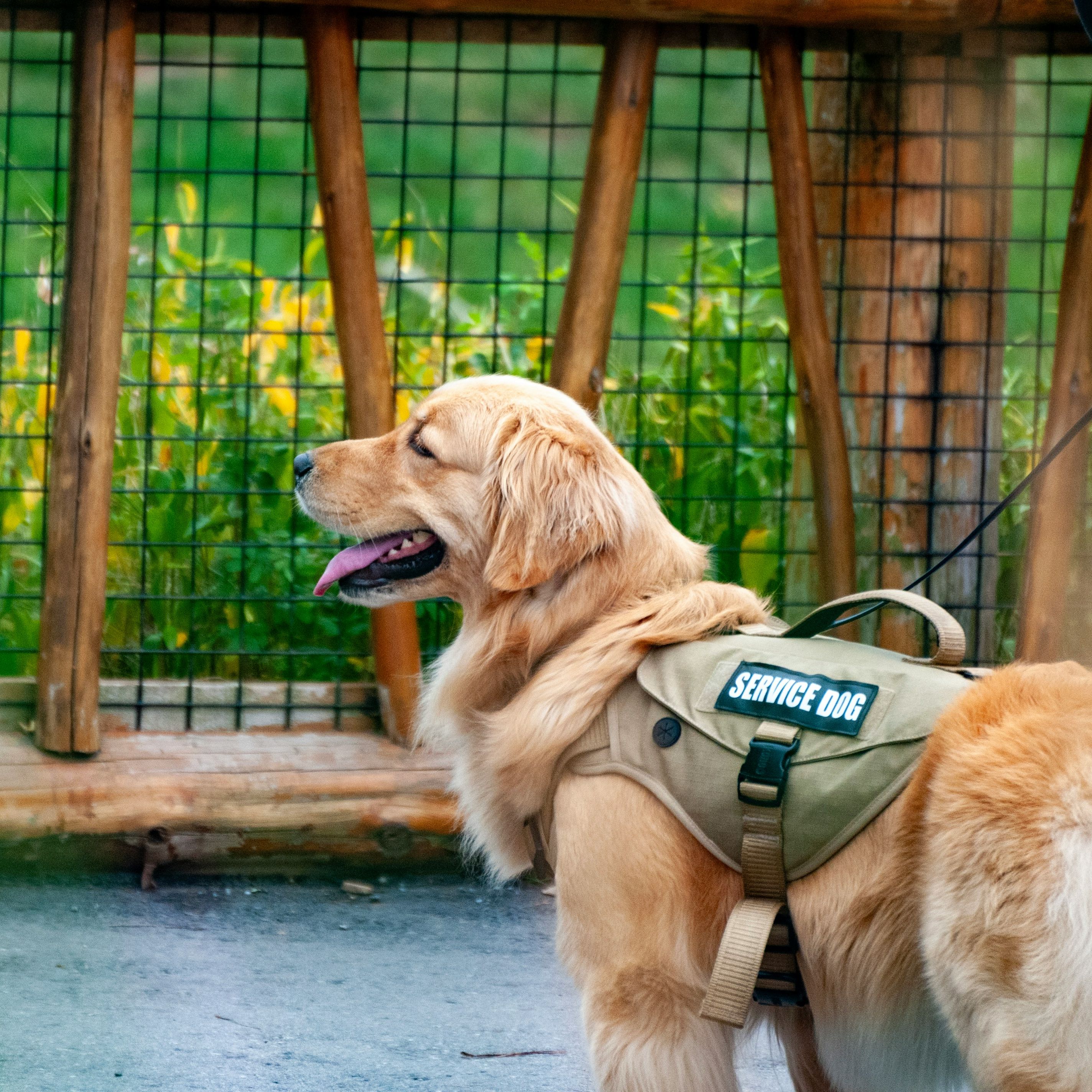 Golden retriever in a service dog vest being walked on a leash