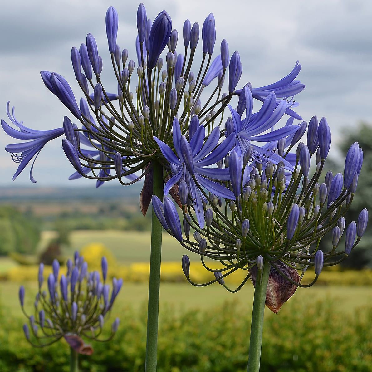 Close-up of purple Agapanthus flowers in a garden with a scenic countryside view in the background