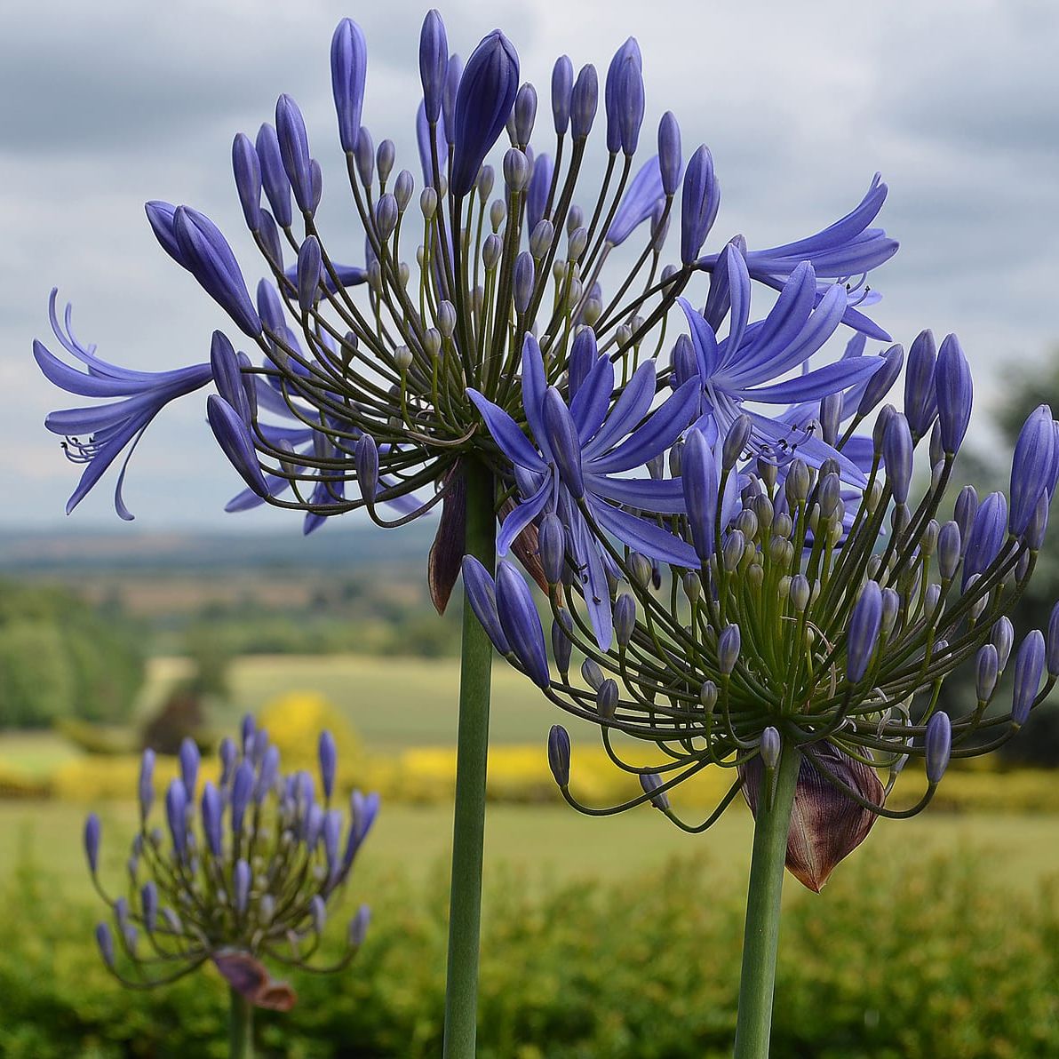 Close-up of purple Agapanthus flowers in a garden with a scenic countryside view in the background