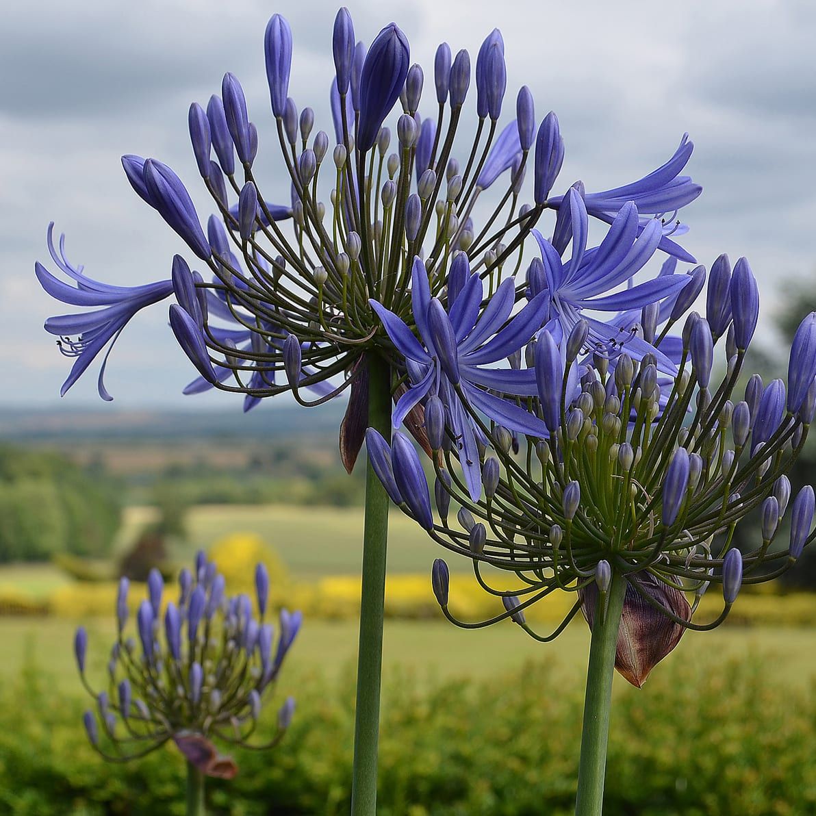 Close-up of purple Agapanthus flowers in a garden with a scenic countryside view in the background