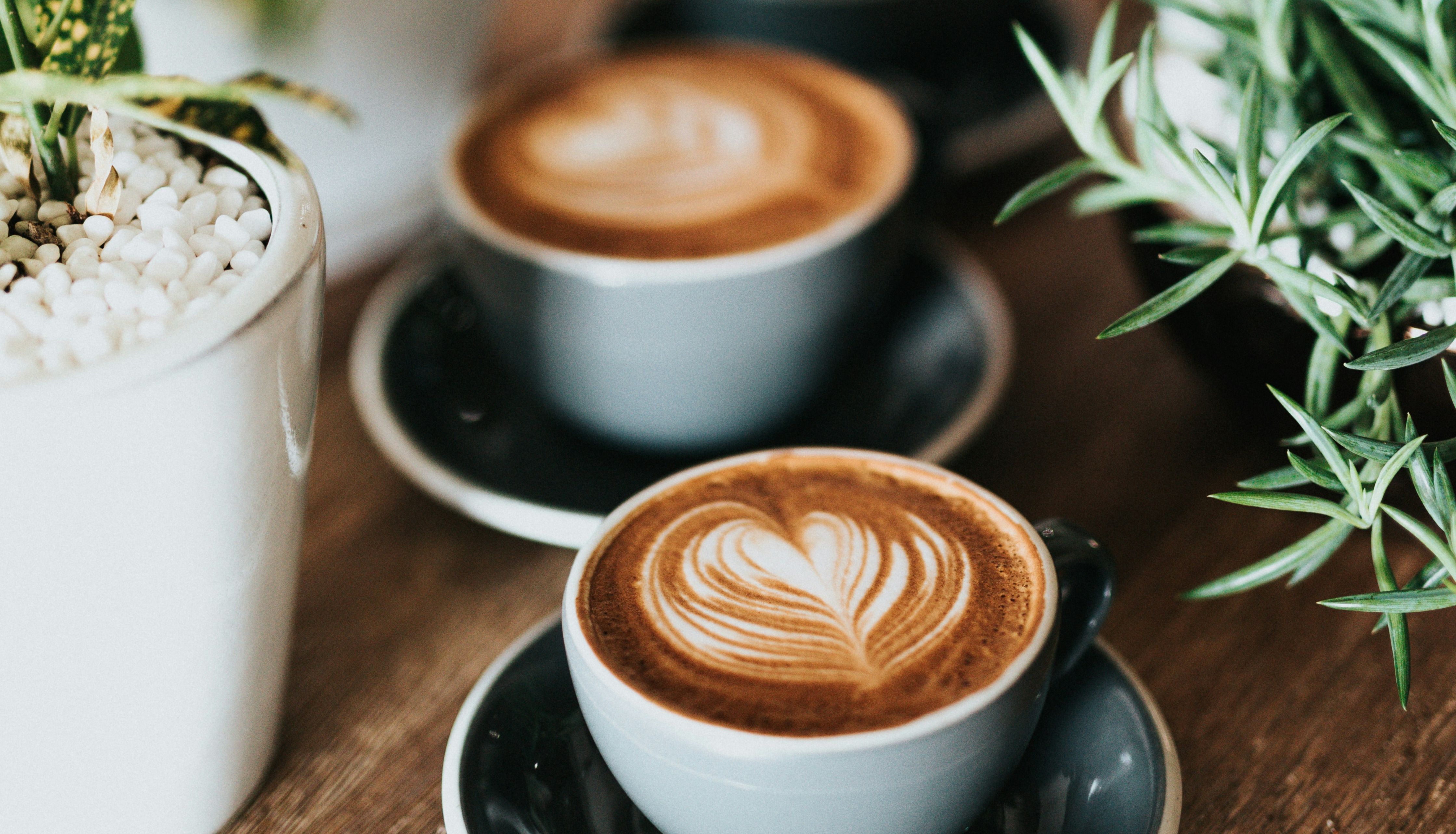 Three cups of coffee with latte art on a wooden table surrounded by potted green plants.