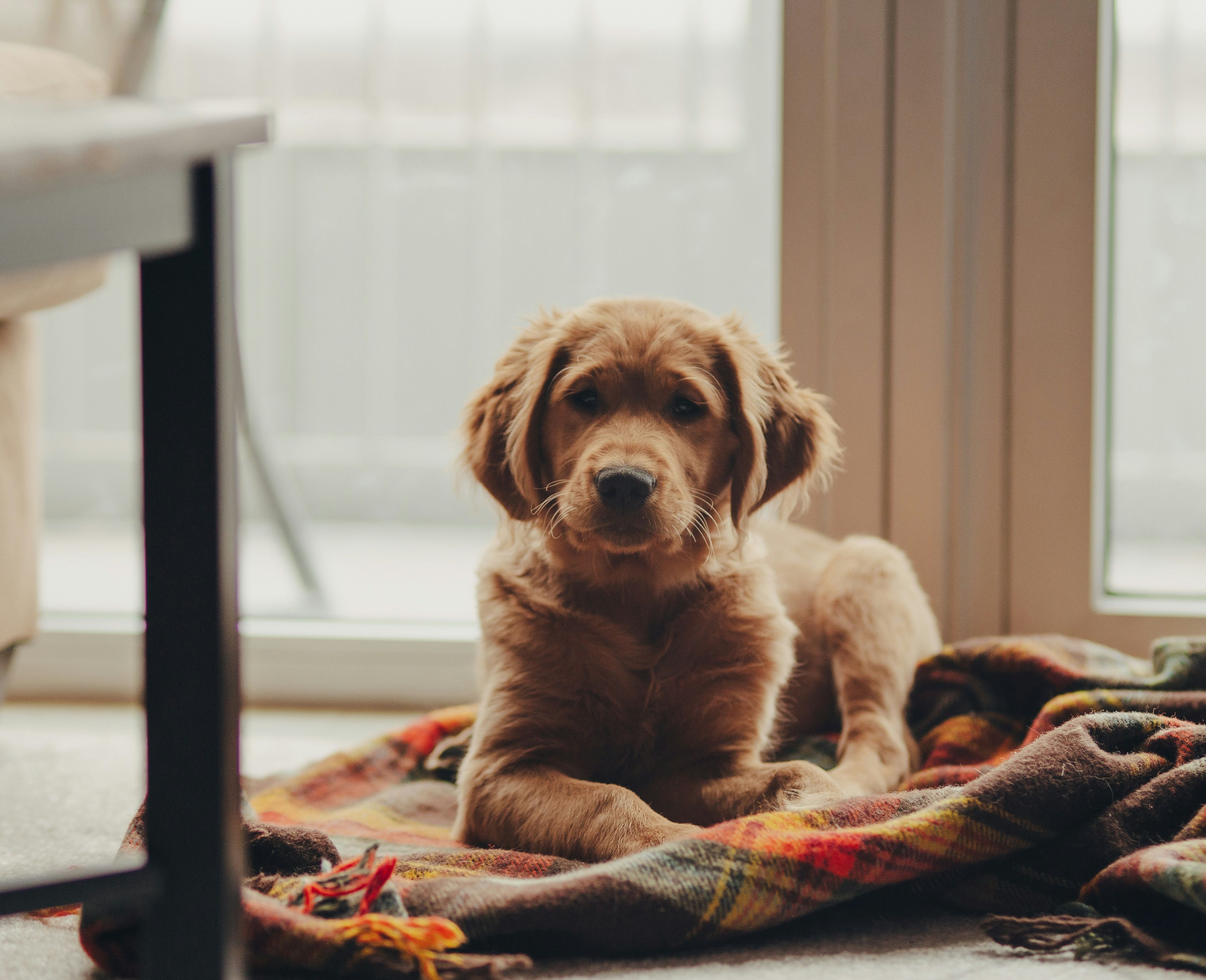 Golden retriever puppy lying on a colorful blanket indoors
