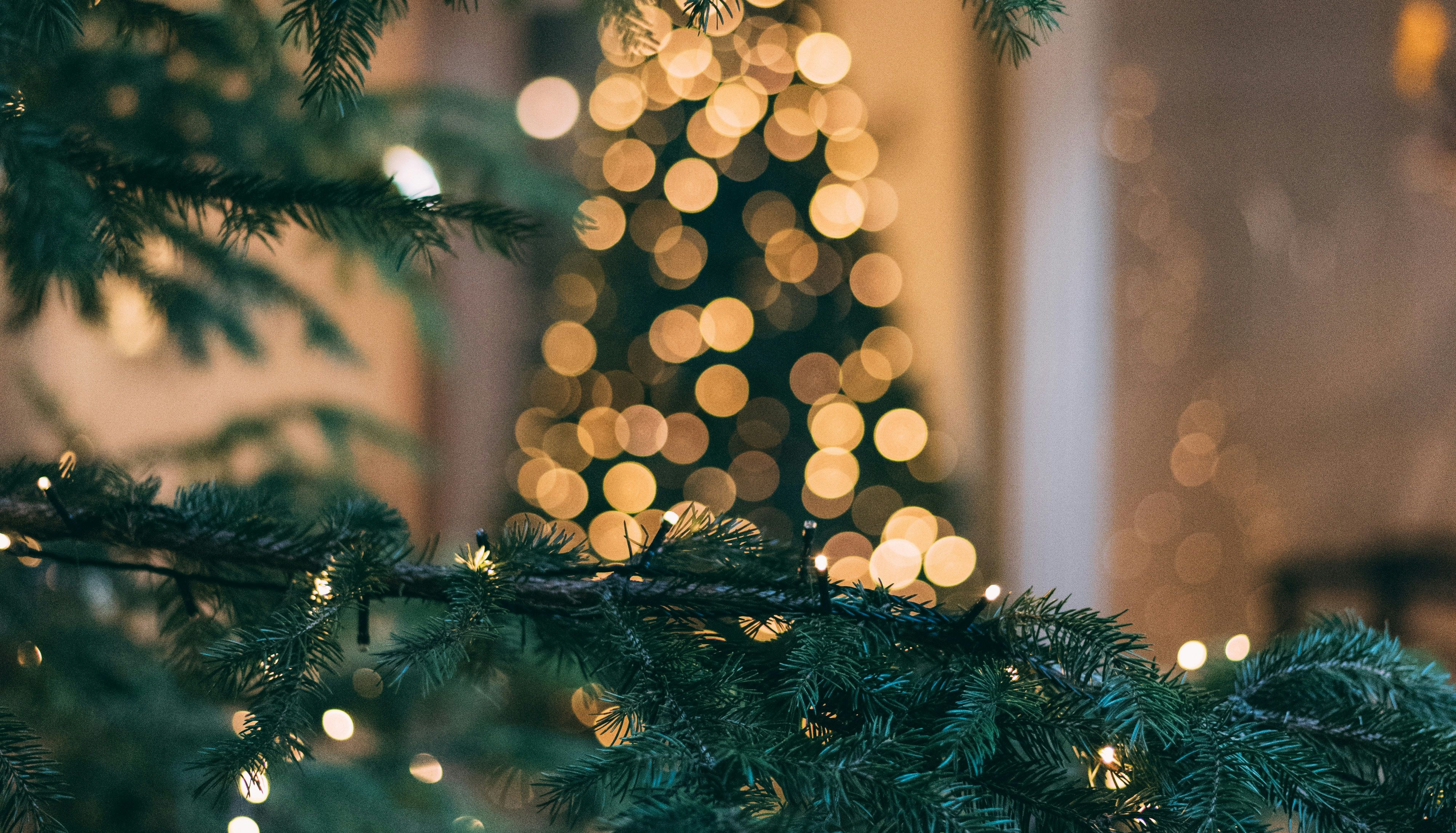 Close-up of Christmas tree branches with string lights, blurred Christmas tree with lights in the background