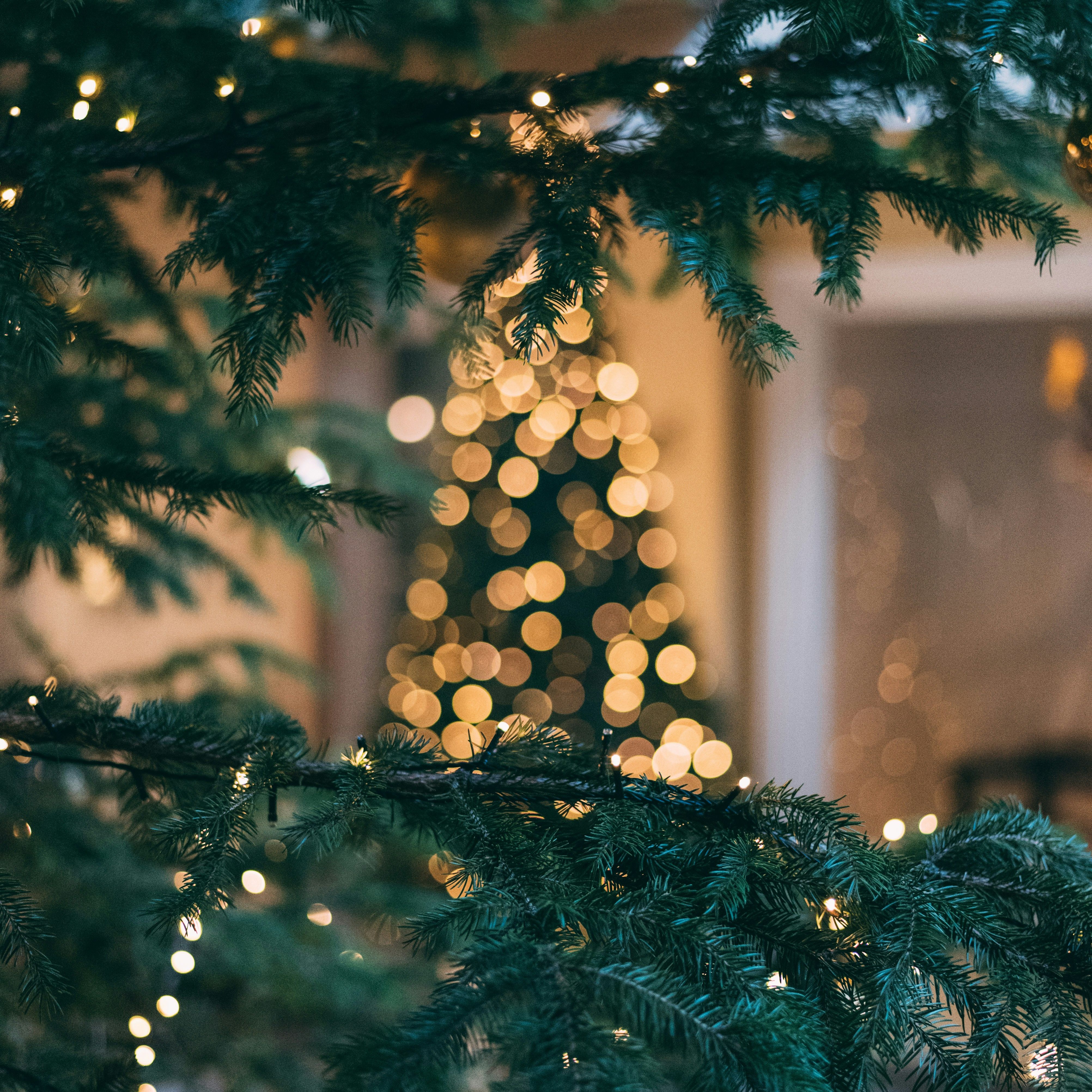 Close-up of Christmas tree branches with string lights, blurred Christmas tree with lights in the background