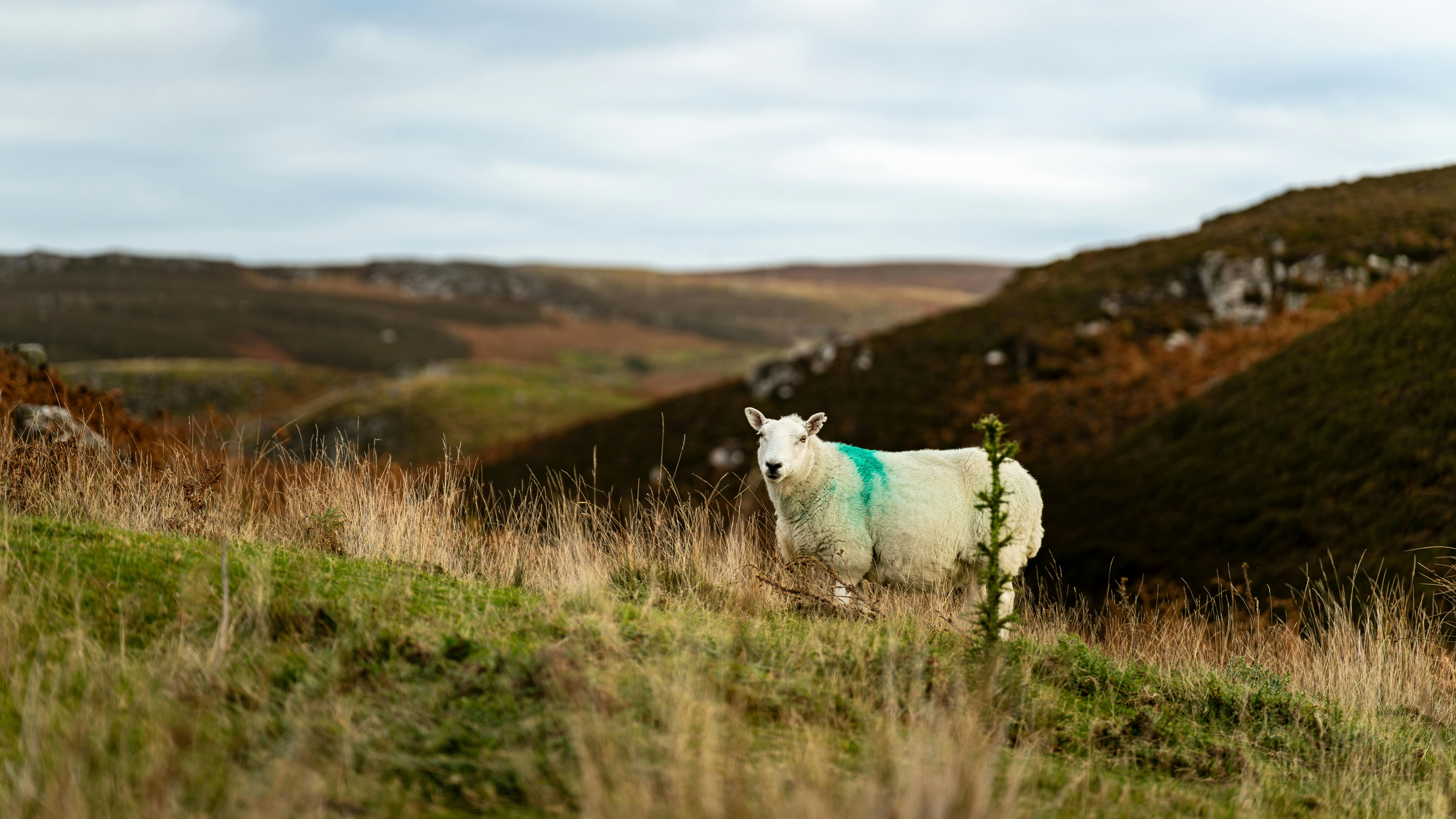 A sheep in the rolling hills of the Yorkshire Dales with rural landscape and authentic countryside charm.