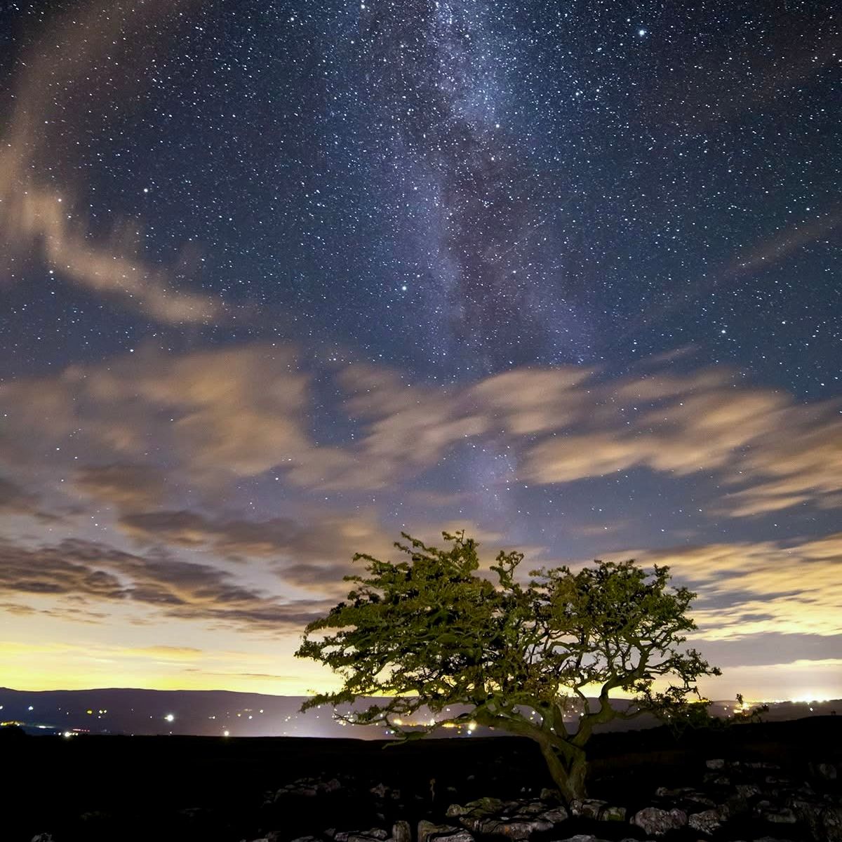 Lone tree under a star-filled night sky with the Milky Way visible