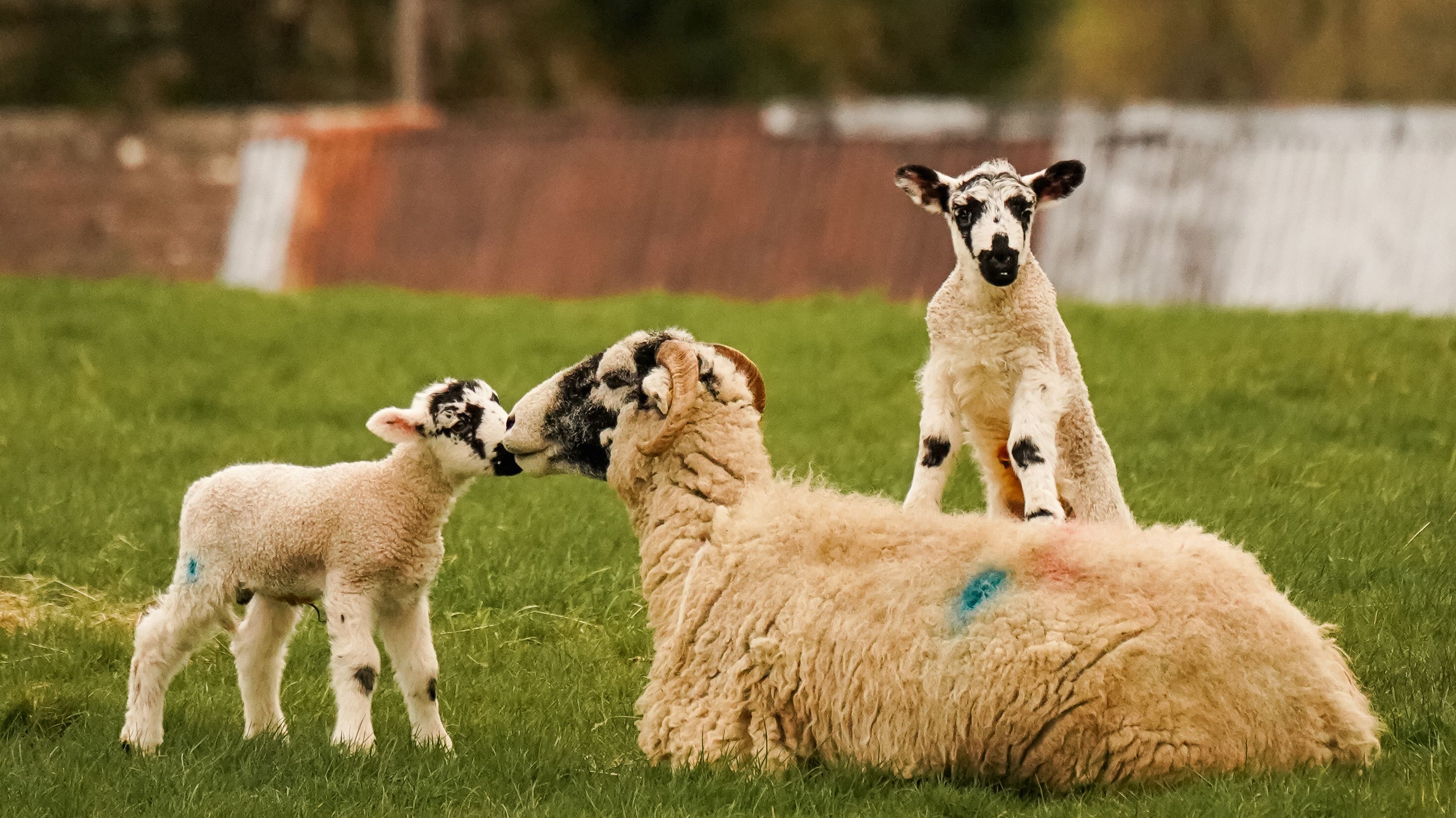 A sheep laying on the grass with two lambs, one standing and the other sitting on the sheep's back, in a green rural field.