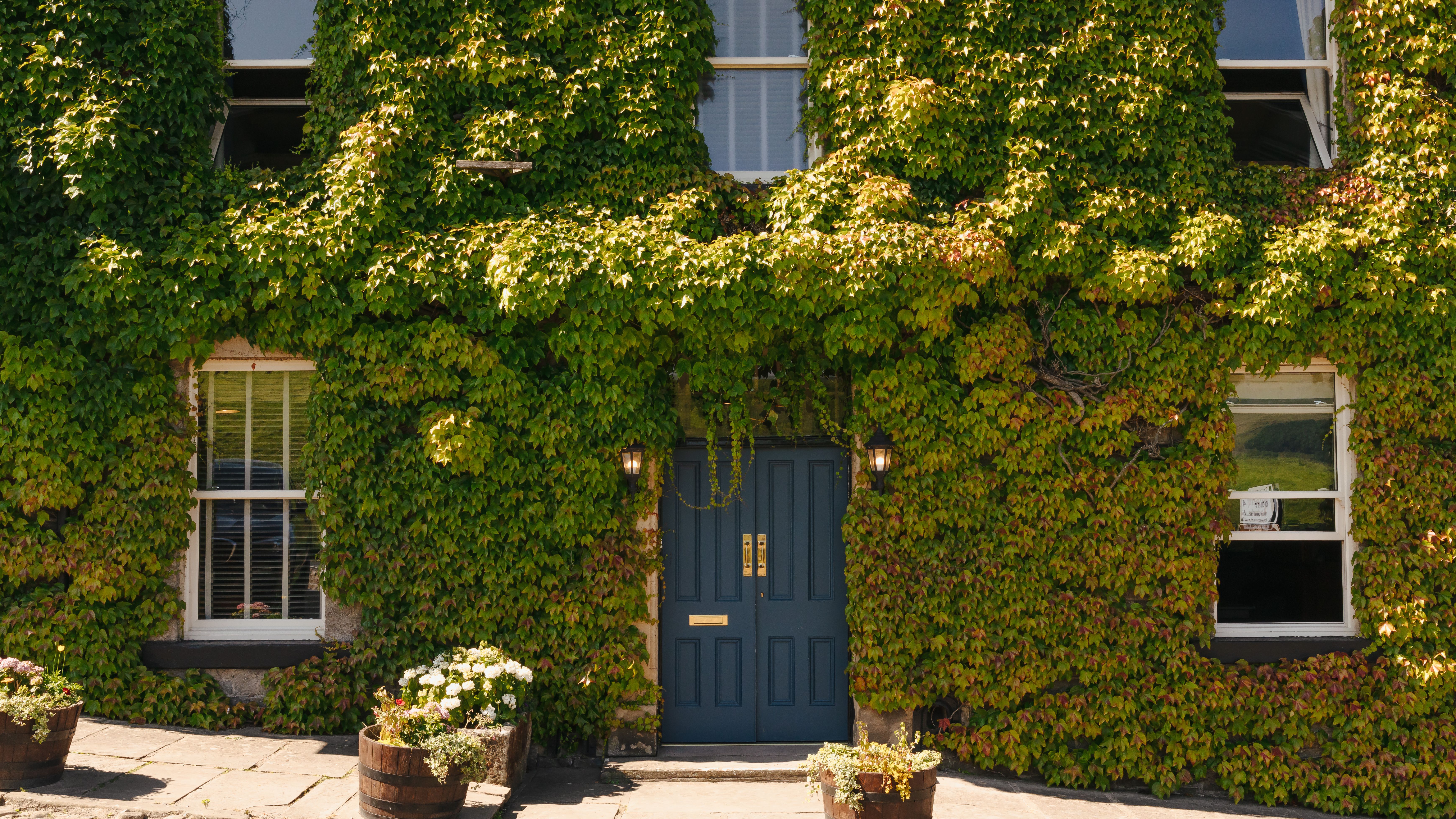 Hotel entrance covered in green ivy with blue double doors and potted plants outside