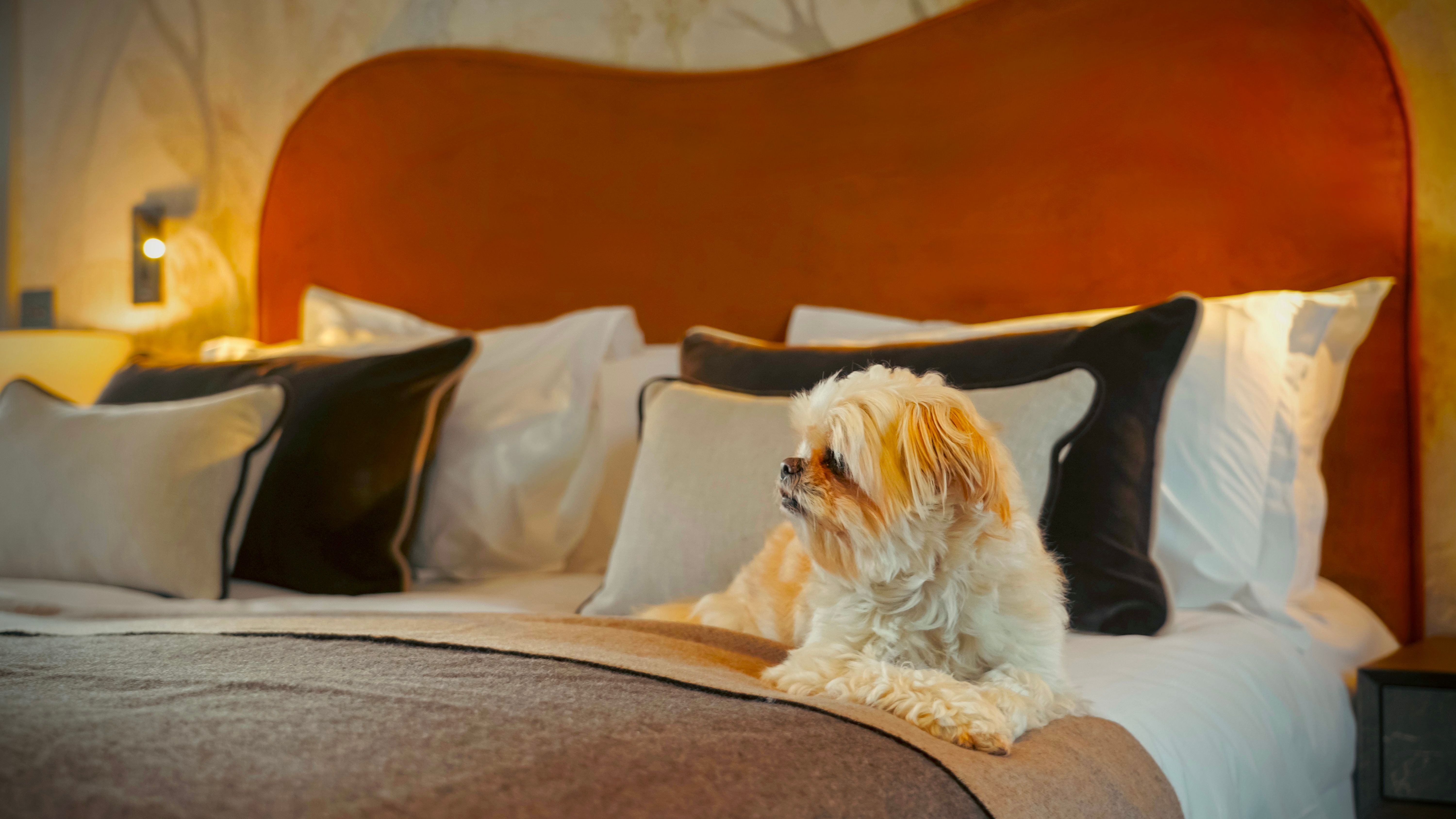 Suite dog friendly