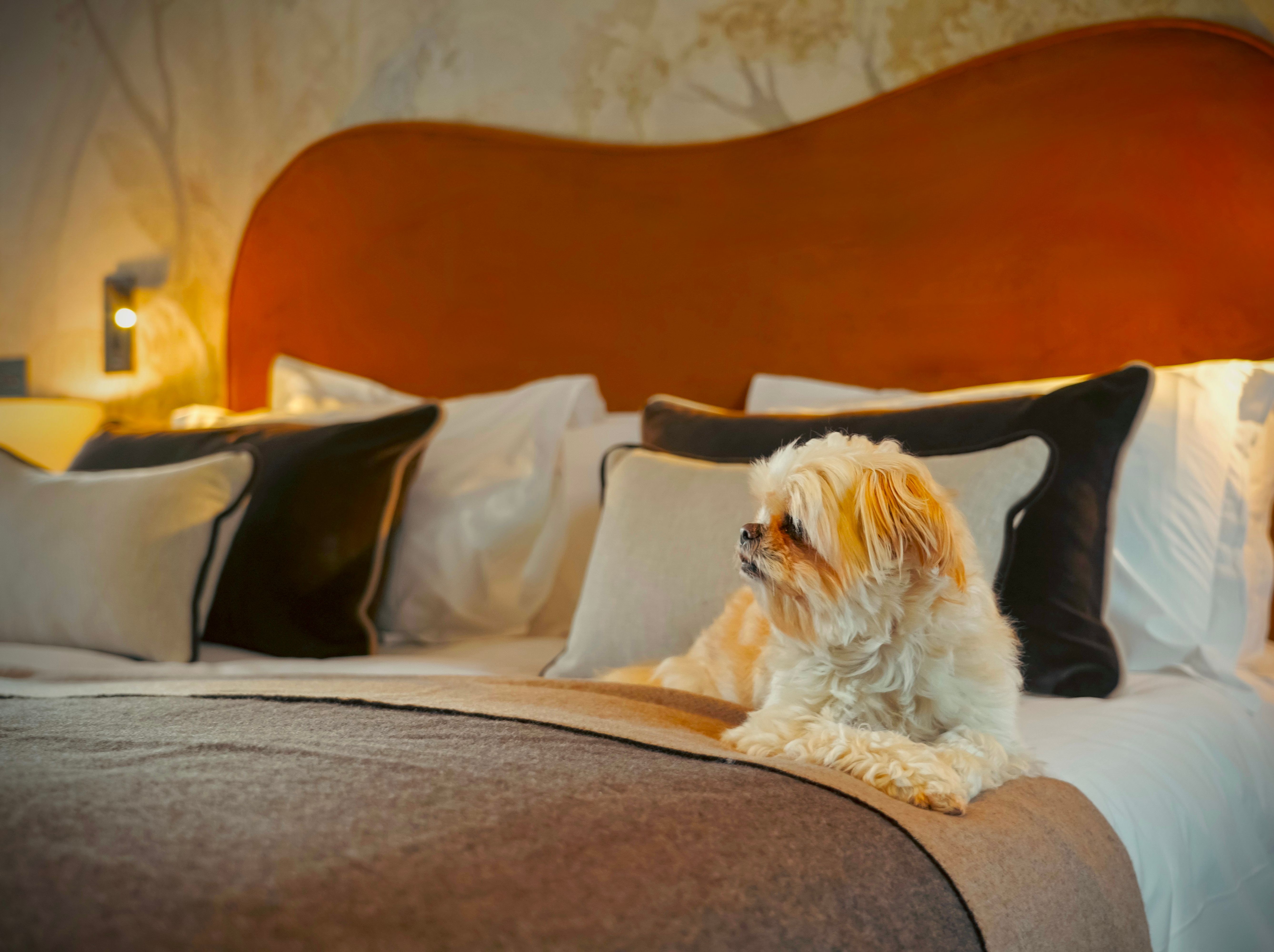 Suite dog friendly