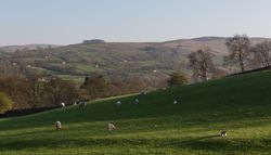 Sheep grazing on a green hillside in a rural landscape with rolling hills and scattered trees