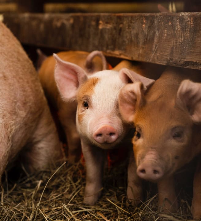 zoe-schaeffer-vMjrs3C50d8-unsplash