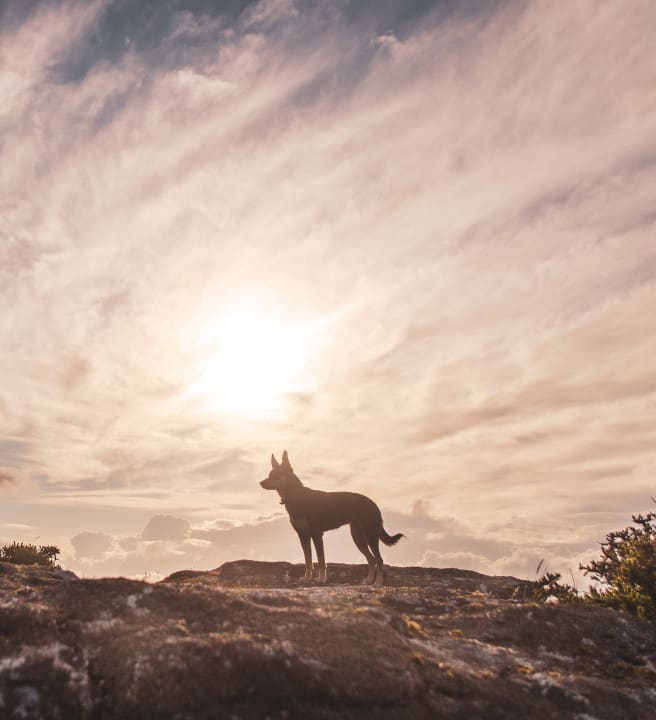 Dog walking holidays in Dartmoor