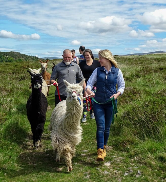Alpaca Walking with Lydford Gorge Alpacas in Dartmoor