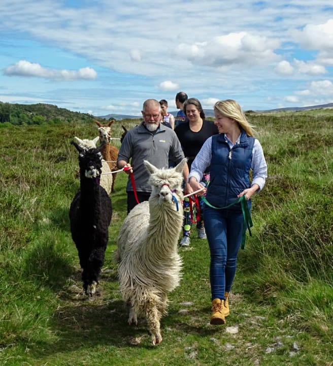 Alpaca Walking with Lydford Gorge Alpacas in Dartmoor