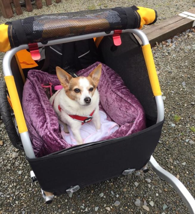 Dog carrier for exploring Dartmoor by bicycle