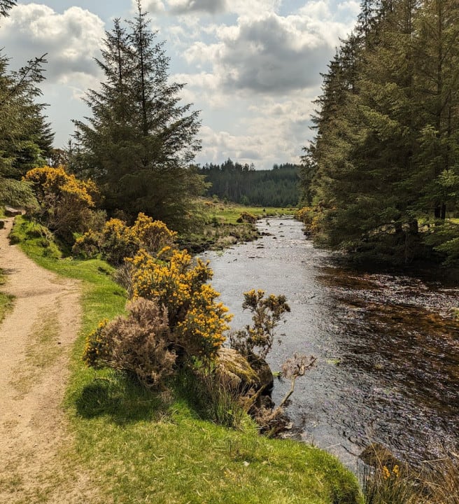 Bellever Forest walking route