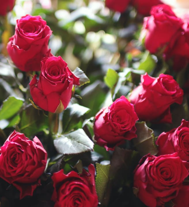 Roses for Valentines Day 2024