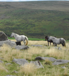 Dartmoor Ponies