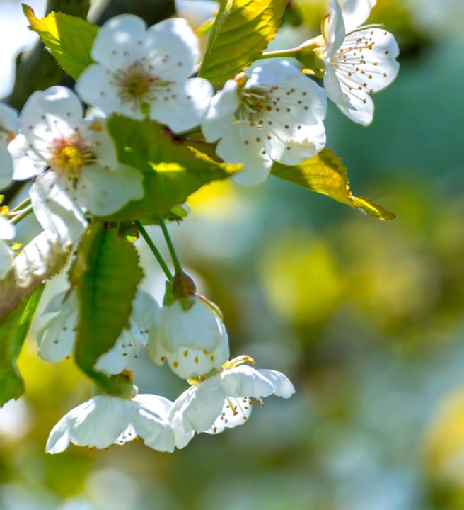 Mothers Day in Dartmoor