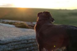 dog friendly pubs