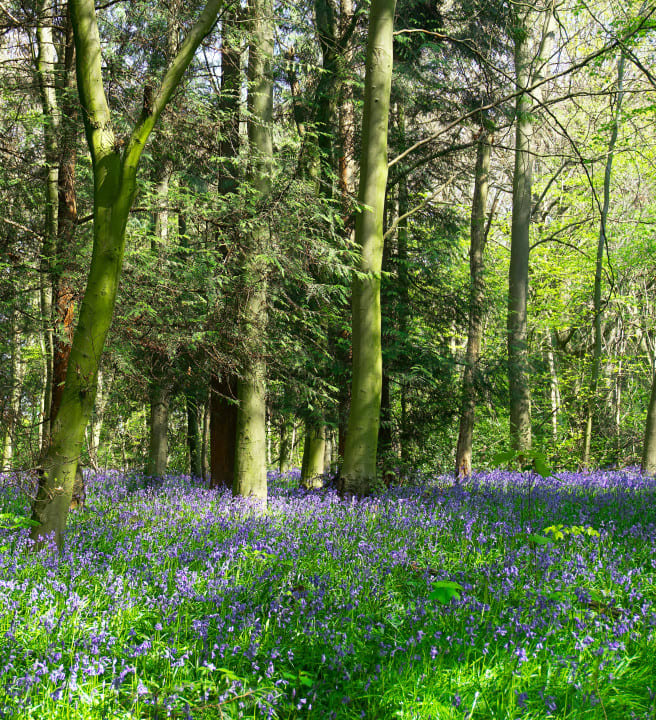 bluebells, spring time in Dartmoor