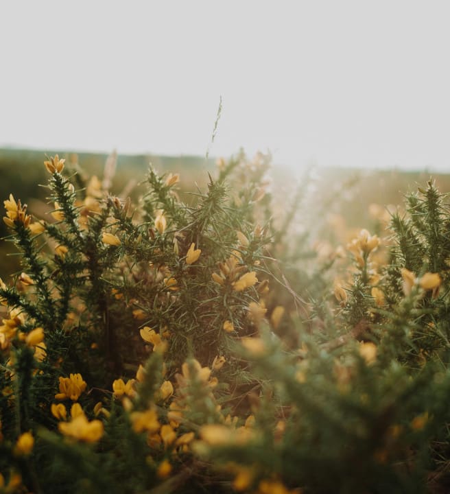 Gorse