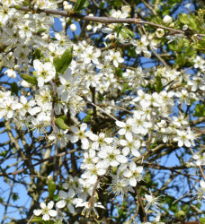 Hawthrorn blossom