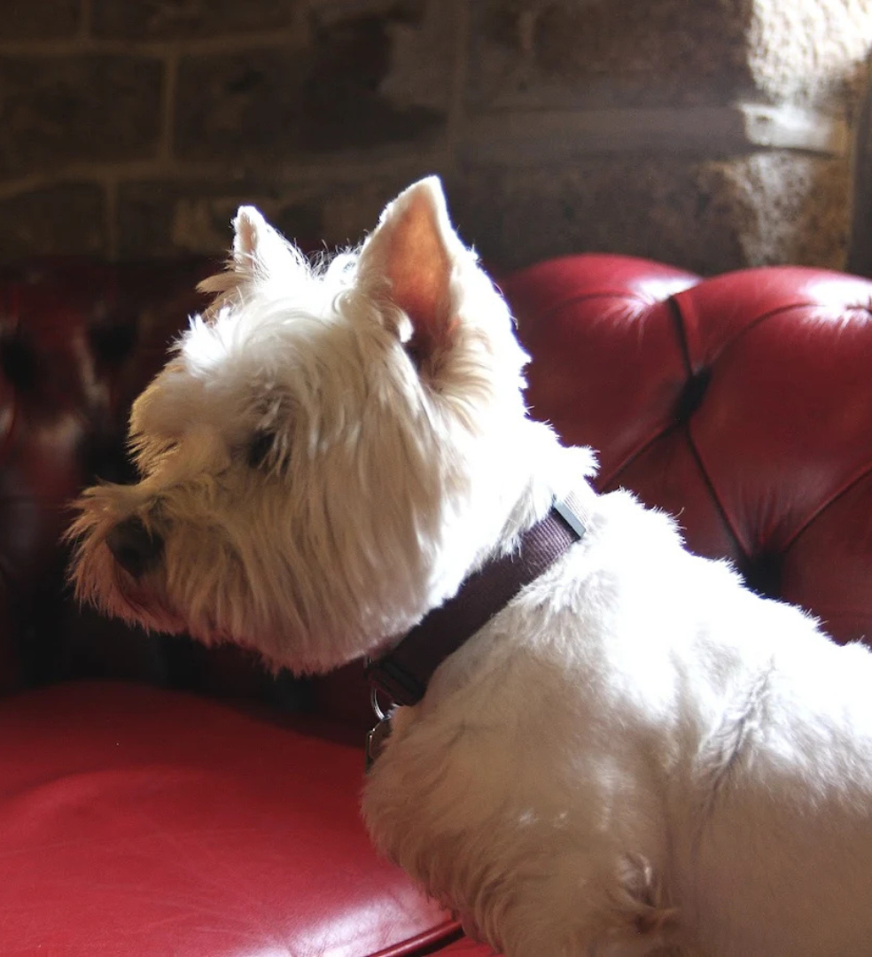Dog Friendly Pubs