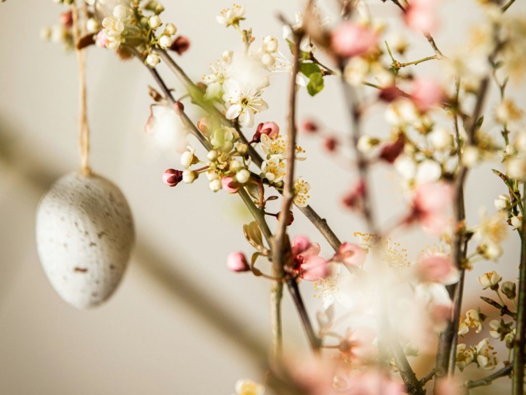 spring branches with small pink and white blossoms and a hanging speckled egg decoration