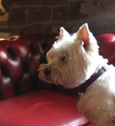 Country Pubs