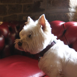 Country Pubs