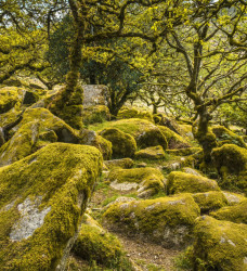 Tavistock