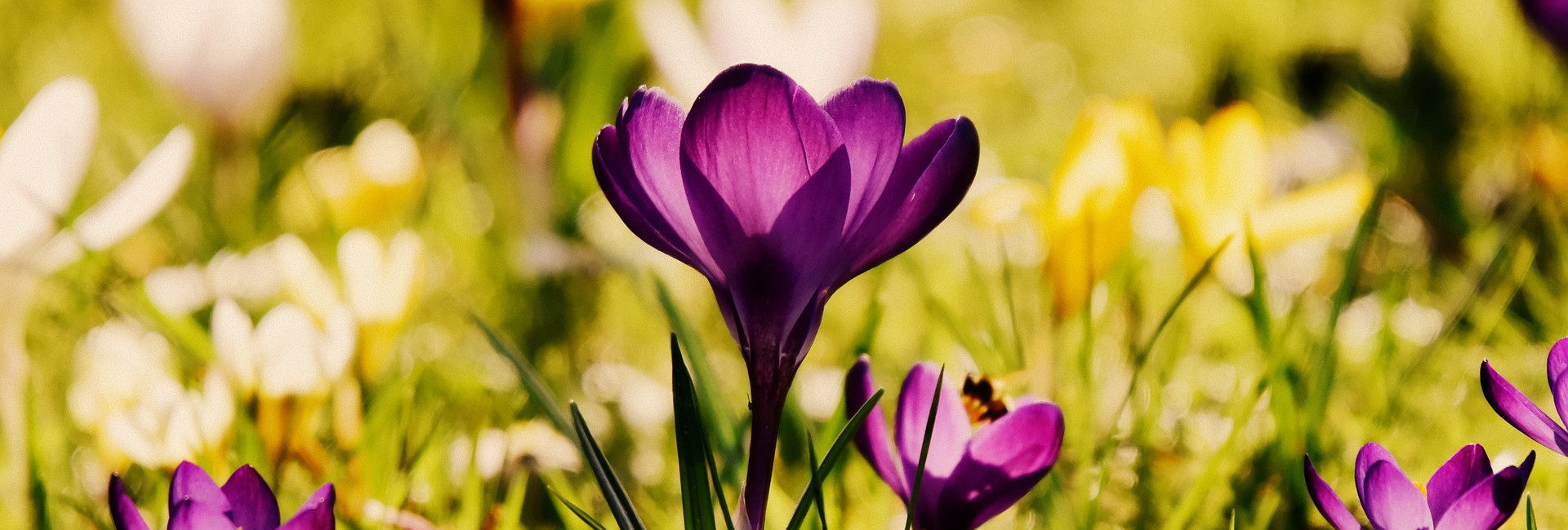 Spring flowers in Devon