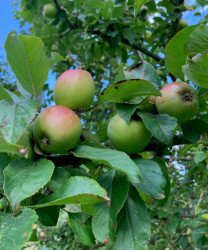 Apples