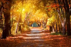 Sunlit forest path covered in autumn leaves with colorful trees on both sides