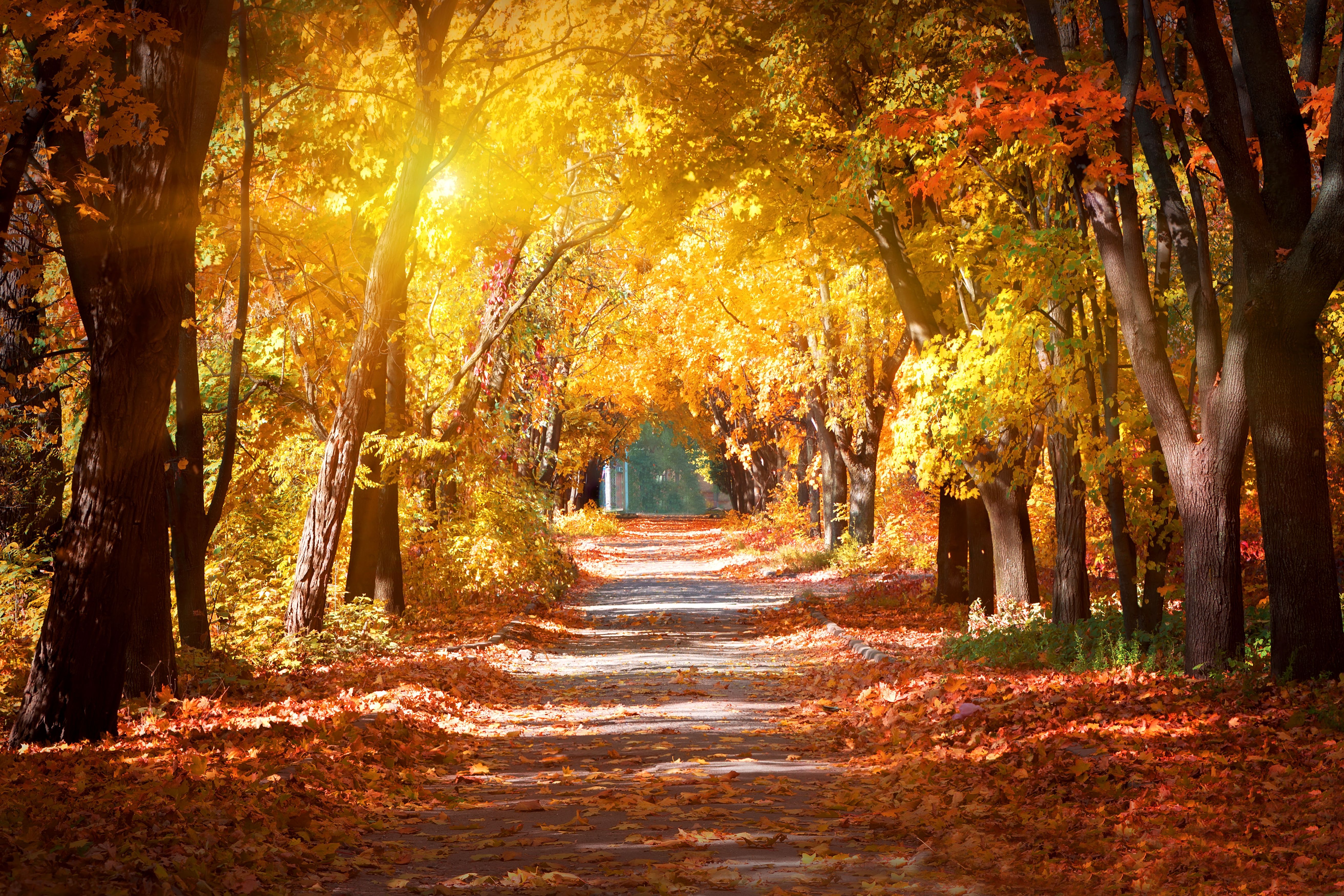 Sunlit forest path covered in autumn leaves with colorful trees on both sides