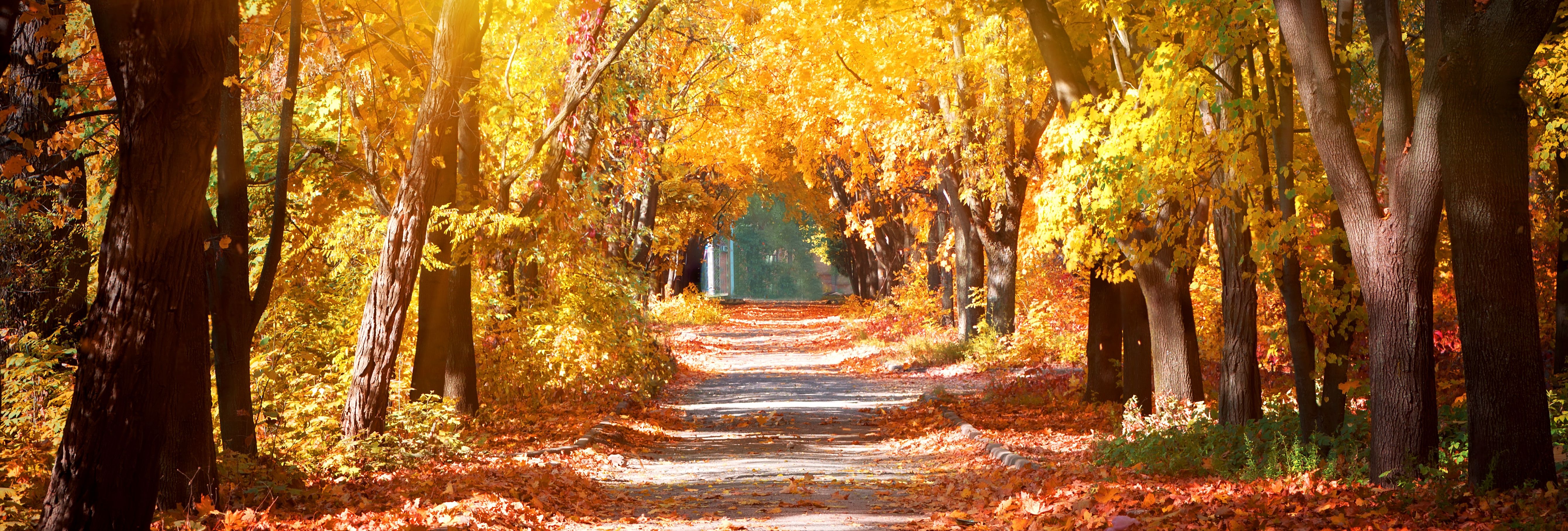 Sunlit forest path covered in autumn leaves with colorful trees on both sides