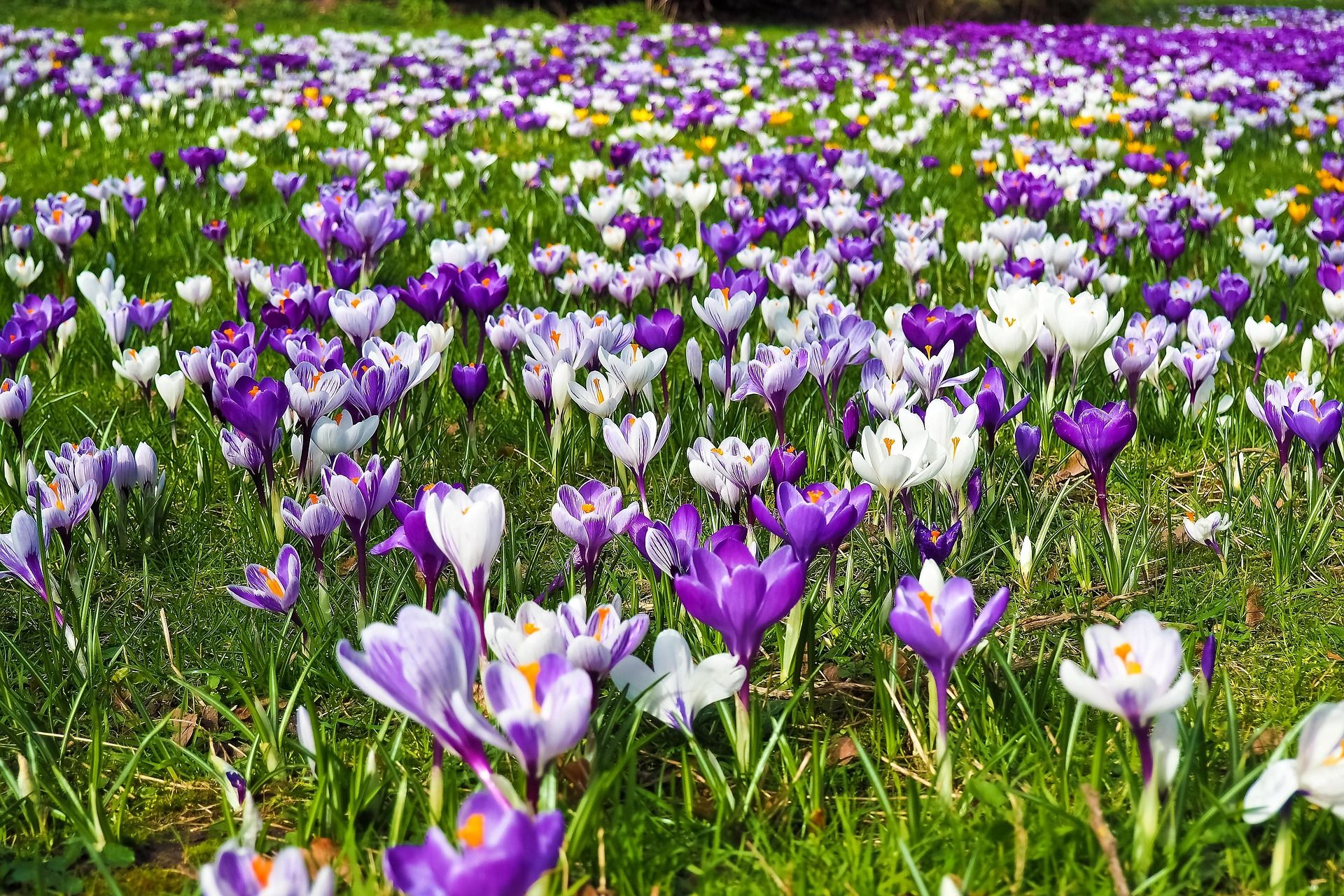 Field of purple and white crocus flowers in bloom
