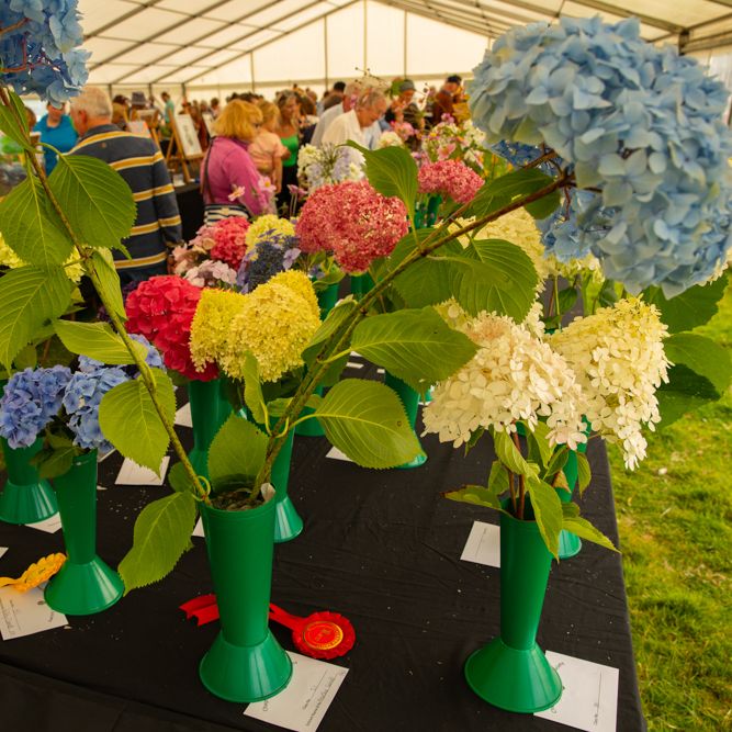 Flower competition display with colorful hydrangeas in green vases inside a tent.
