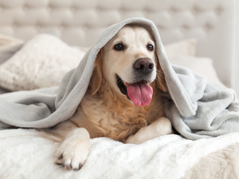 Dog under blanket
