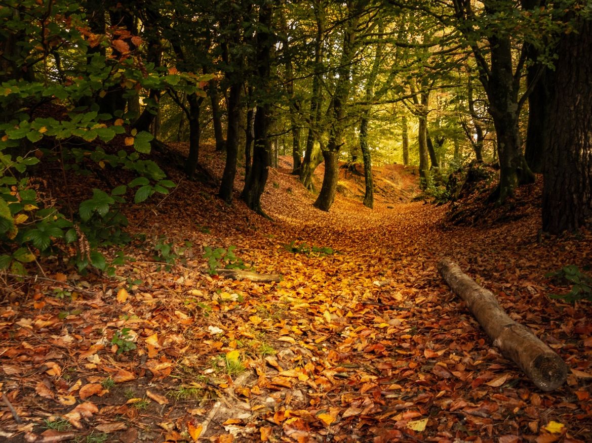 autumn2