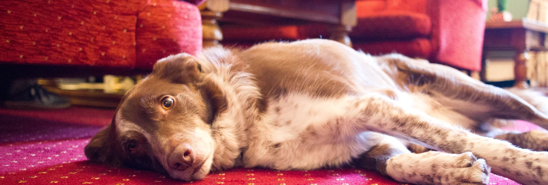 Dog Lying on The Floor
