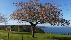 Babbacombe Downs