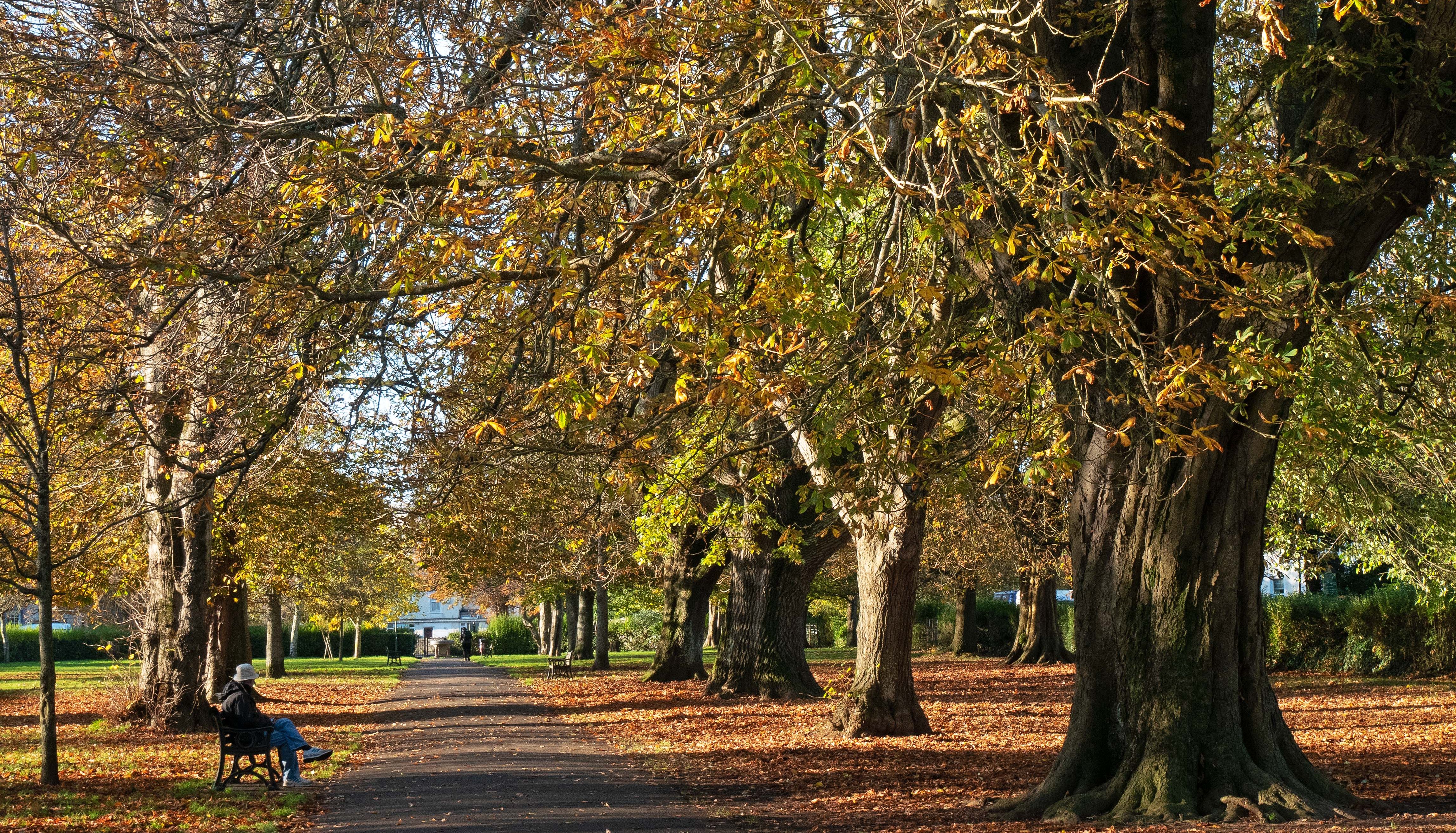 Beechcroft - 20241120 cary park_1260737per