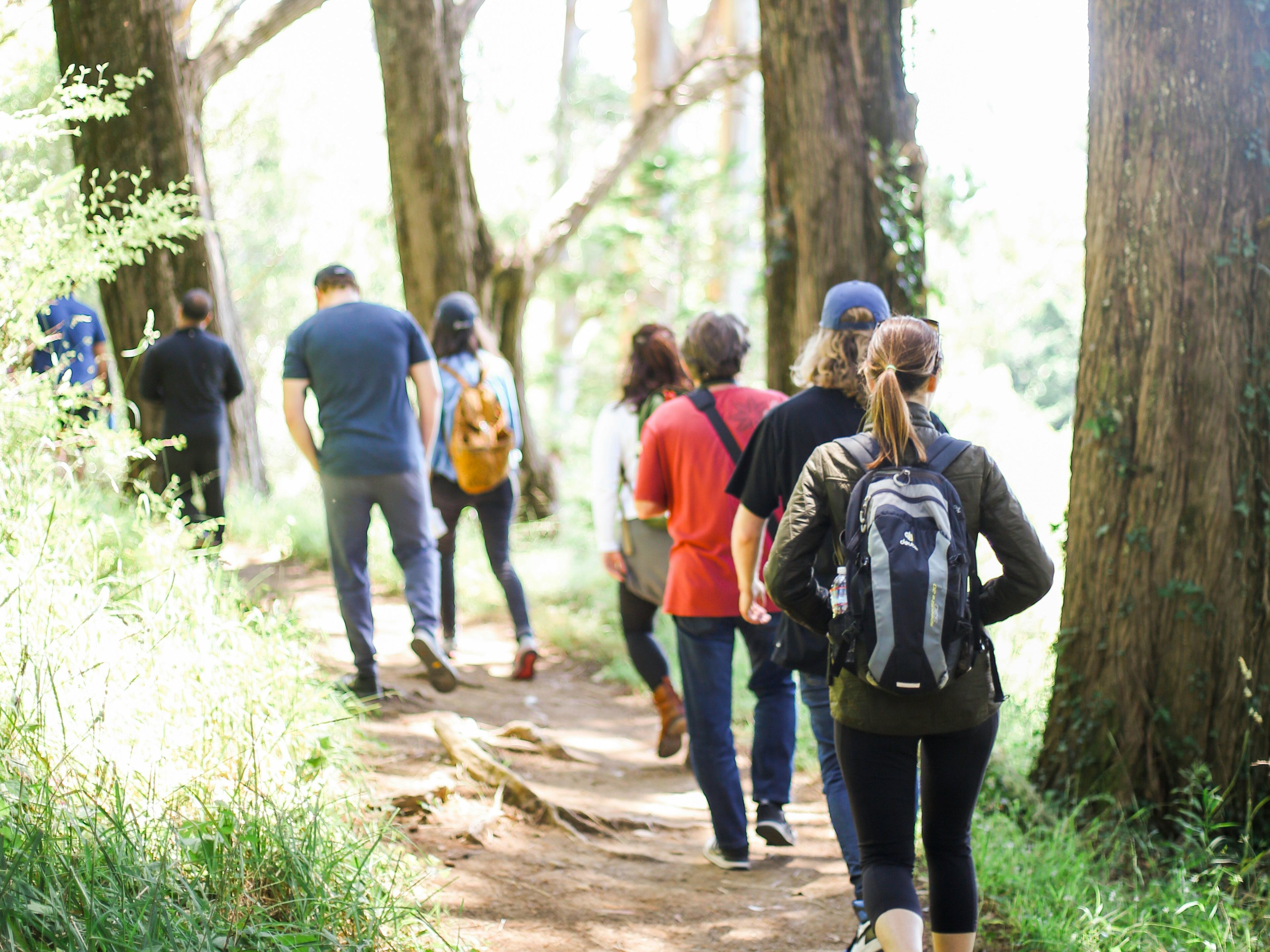 Group of people hiking on a forest trail with tall trees