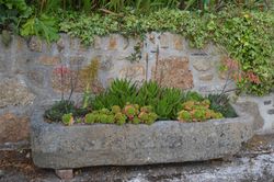 Boscrowan granite trough with succulents