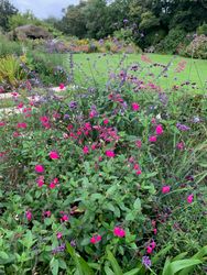 Boscrowan salvias looking up across the garden