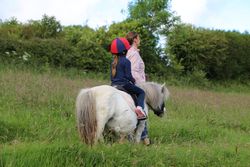 Bos Dotty in field