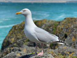 Seagull